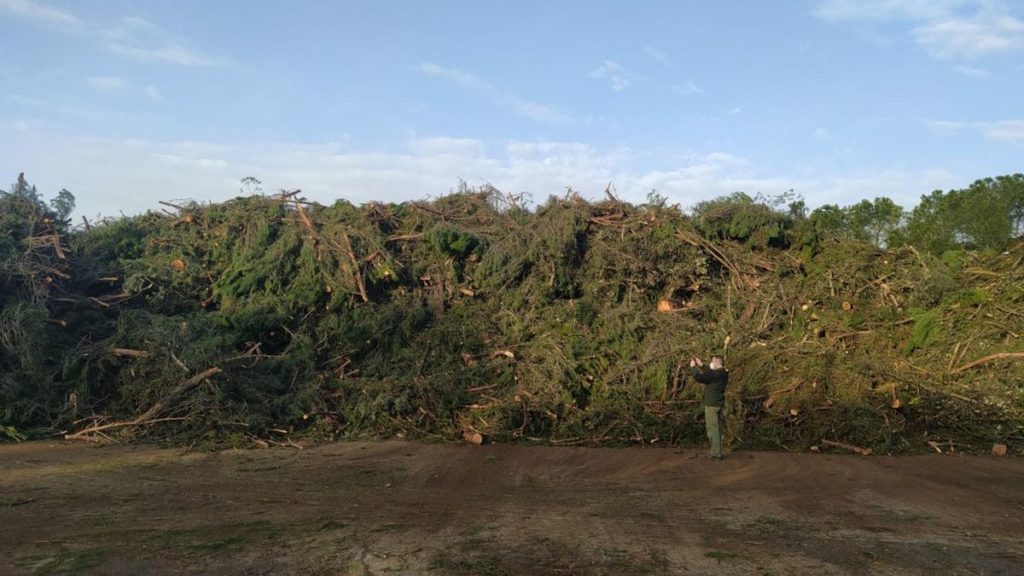 Restos de árboles caídos en la Casa de Campo tras Filomena. Foto: Comisiones Obreras