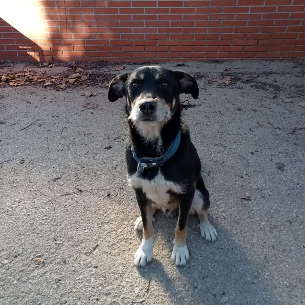 Perro en adopción gracias al trabajo del CPA